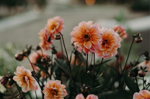 Amber Wanke