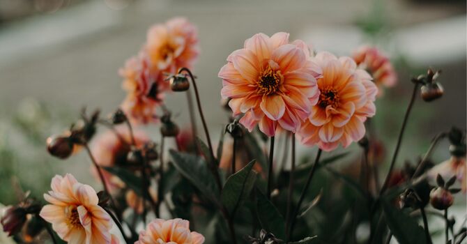 Registered Massage Therapy