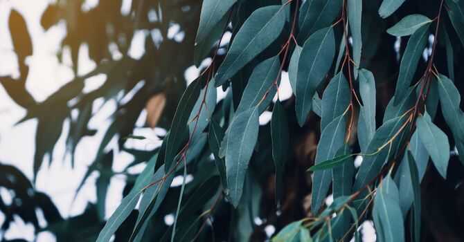 Somatic Exercise Classes