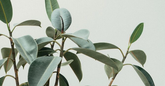 Registered Massage Therapy